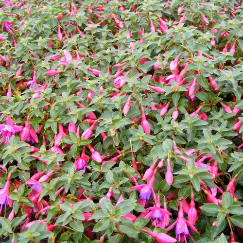 Fuchsia tom thumb - fuchsia,