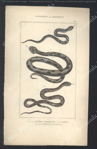 Lacepede gravure planche - lacepede,