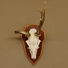 Bock Anormal De Cerf Avec Bois