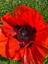 4 000 graines de gros pavots rouges issus de mon jardin en permaculture