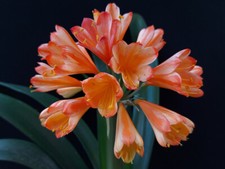 Clivia N°63 White Lips’s