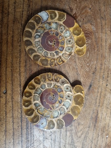 Ammonite fossile cleoniceras - fossile,