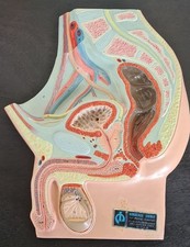 Planche anatomique appareil génital masculin vintage