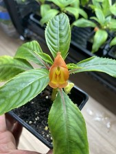 Impatiens Bicordata