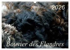 Bouvier des Flandres