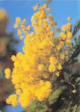 83 SIX FOURS LES PLAGES LE