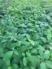 Pacaniers, caria illiominensis, 3 à 20  plantes de semis en motte