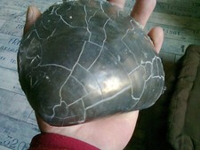 fossiles de collection, palourde pyritisée. Grande taille.