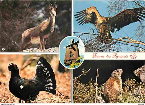 Carte postale animaux - carte,