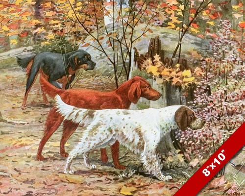 Gordon irish english setter - irish, &