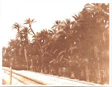 Espagne, Elche, la forêt de palmiers Vintage print.  Tirage citrate  8x10 