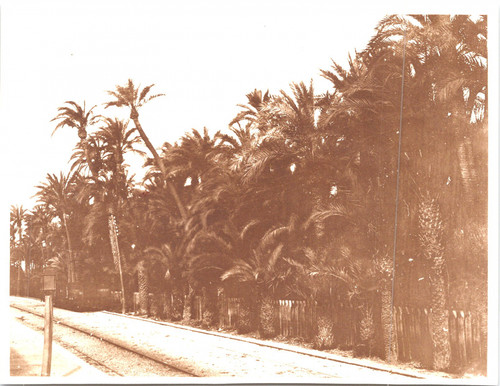Espagne elche forêt - elche,,