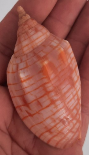 Curiosité taxidermie - curiosité, ,
