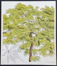 Botanique Érable palmé du Japon par Hans Schwazenbach Planche couleur de 1959