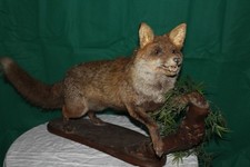 renard naturalisé sur sa