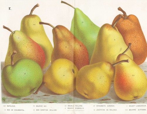 Napoléon poires fruits - poires,