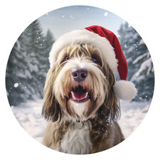 XXL Petit Basset Griffon