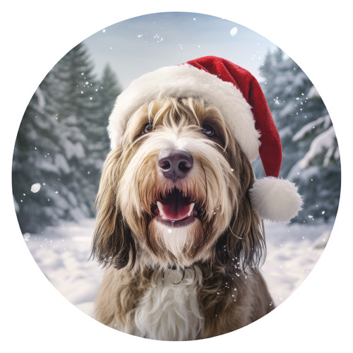 Xxl petit basset griffon - xxl,