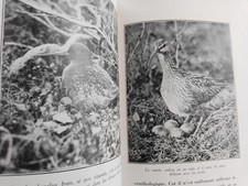 MON AMI LE PLUVIER 1932 BERG