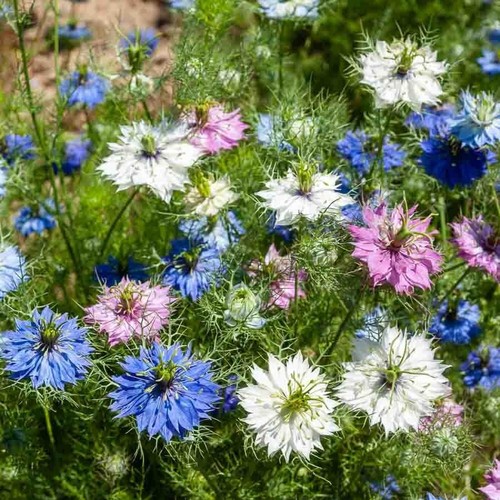 Lot graines de - lot,