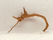 racine bois araignée  spider