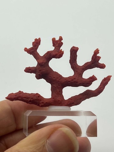 Superbe corail rouge ramifié - rouge,