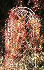 Grille grimpante près pergola