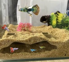 Grotte pour aquarium