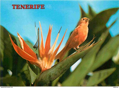 Carte postale animaux - postale,