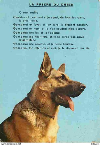 Carte postale animaux - postale,