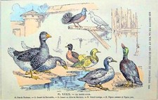 LA BASSE-COUR (OIES de