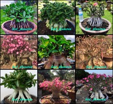 Adenium arabicum - arabicum, +