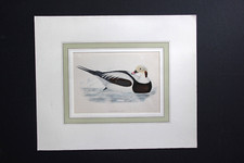 Gravure anglaise ancienne de