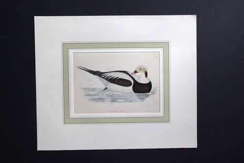 Gravure anglaise ancienne - , de