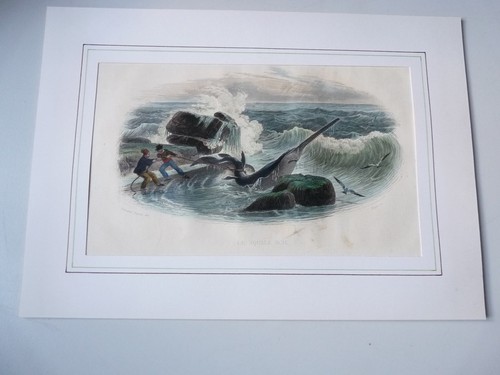 Gravure squale scie - squale,