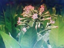 2000 graines de tabac blond de Virginie / semences Virginia Gold