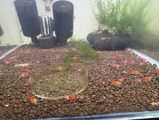 Crevettes Caridina SANTA (X12) Déclassées