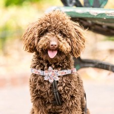 Collerette Pour Chien Collier