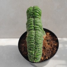 Cereus Tricho Pach Cristate