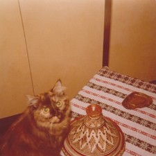 Chat aux yeux larges observant