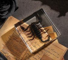 REAL SCORPION In Resin Block