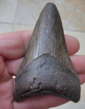 Megalodon Dent (Dentelé) -