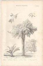 1868 Imprimé Botany Zamia Elliptica Ficus Tamarin Arbre