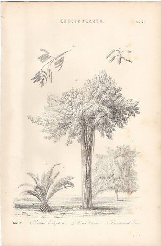 1868 imprimé botany zamia - botany,