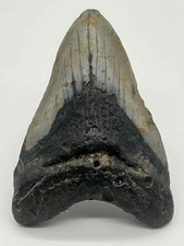 Grande dent de mégalodon