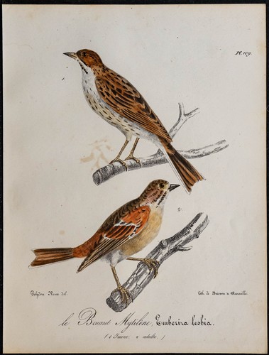 1830 bruant mytilène - le,