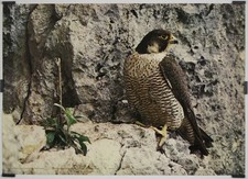 Faucon Pelerin Circa 1990