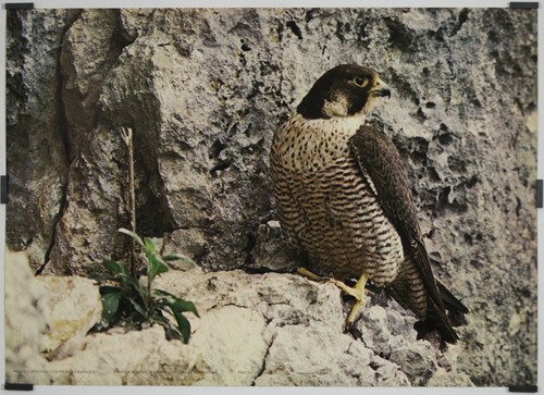 Faucon pelerin circa - faucon,
