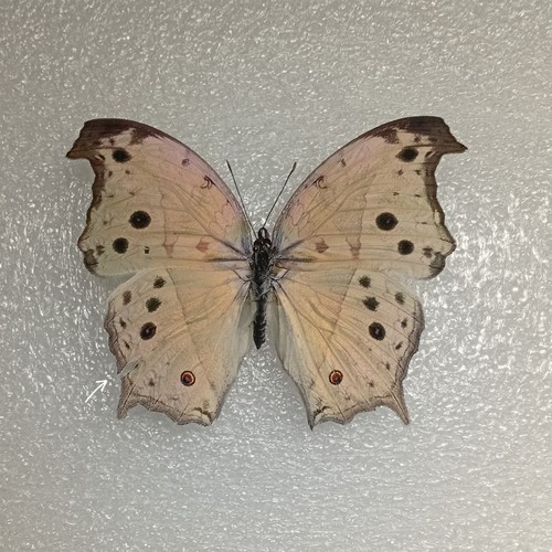 Mother pearl butterfly - mother,