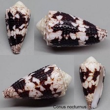 Coquillage de collection 